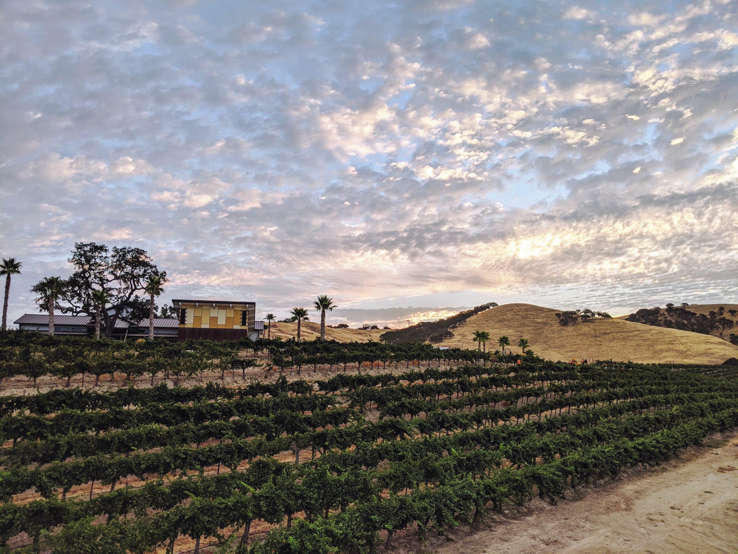 Paso Robles Harvest 2020