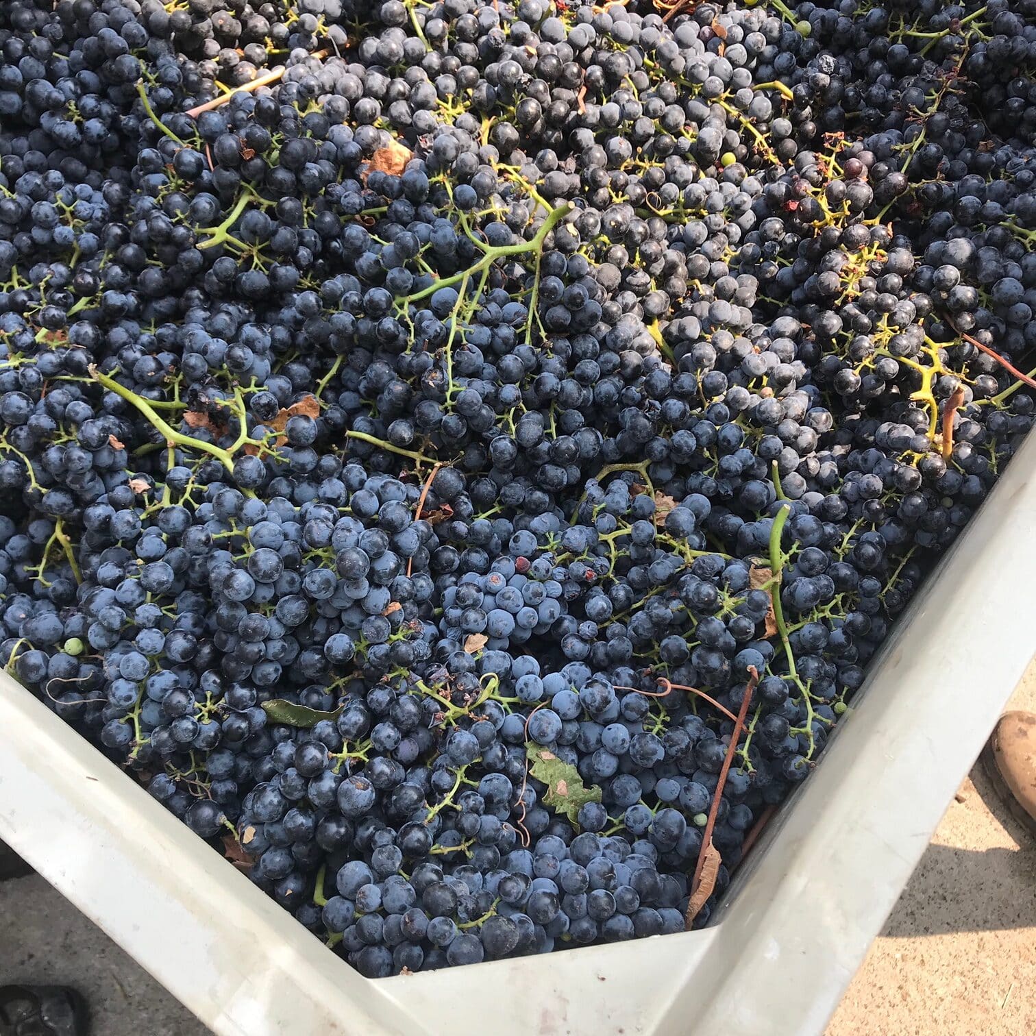 Harvest in Paso Robles
