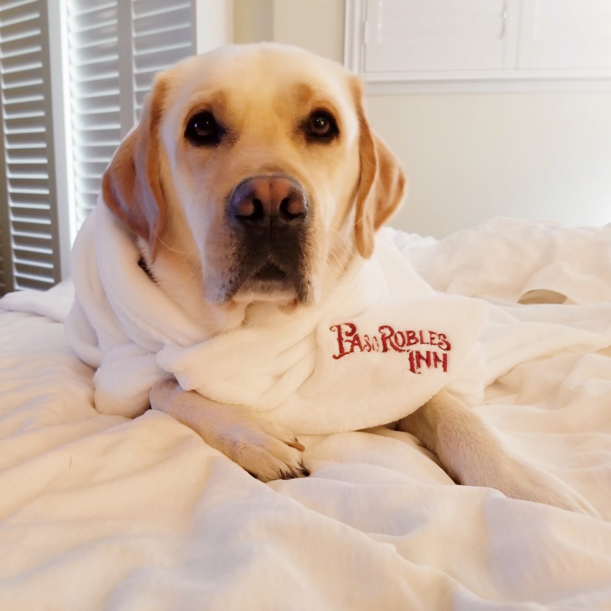 DogFriendly Hotels in Paso Robles Paso Robles Wine Country Alliance