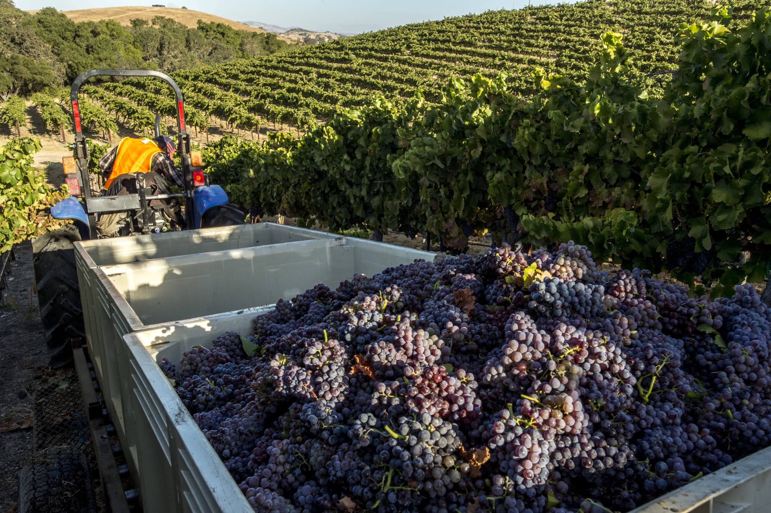 Paso Robles, California Harvest in Paso Robles