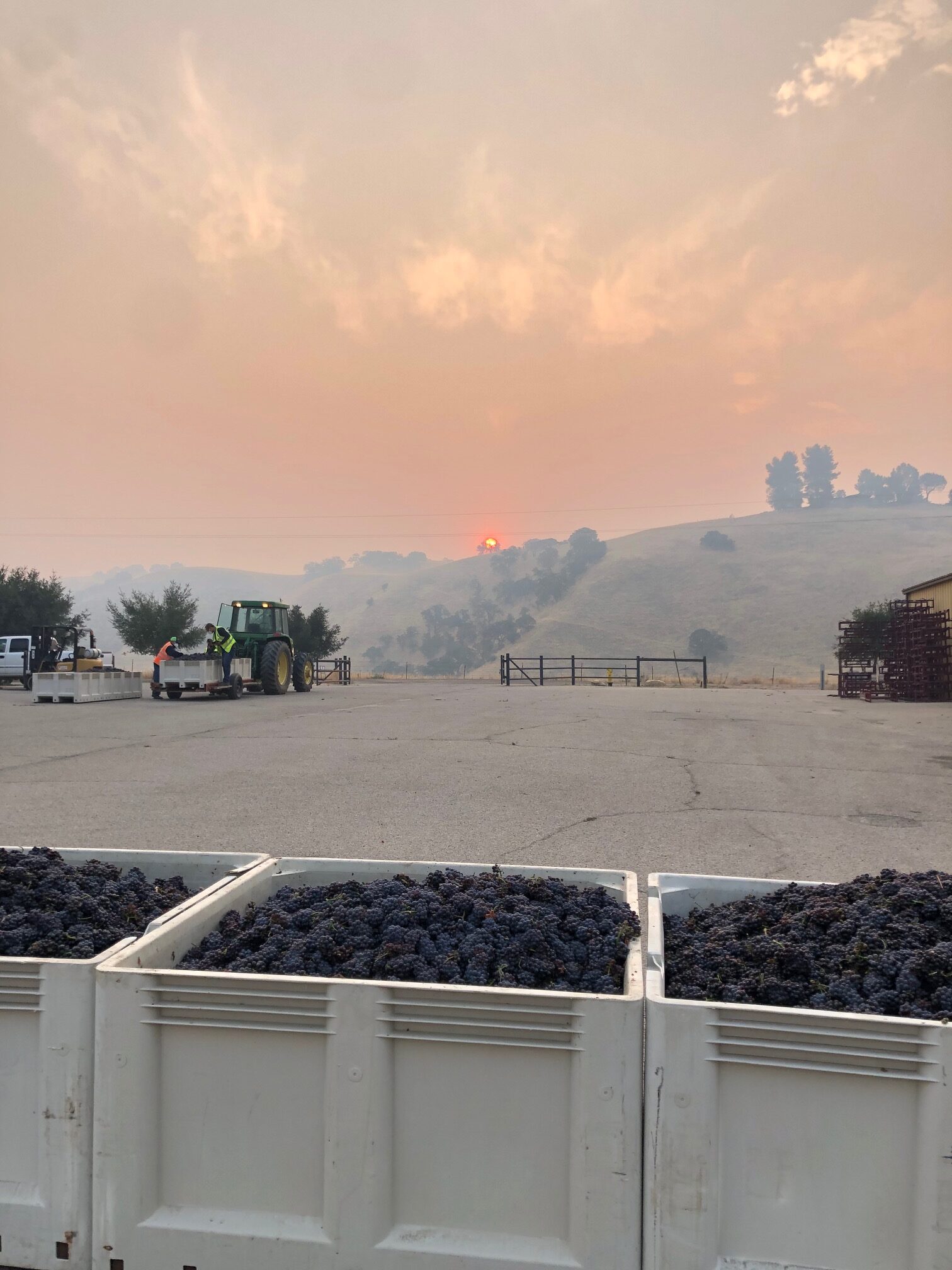 Harvest in Paso Robles