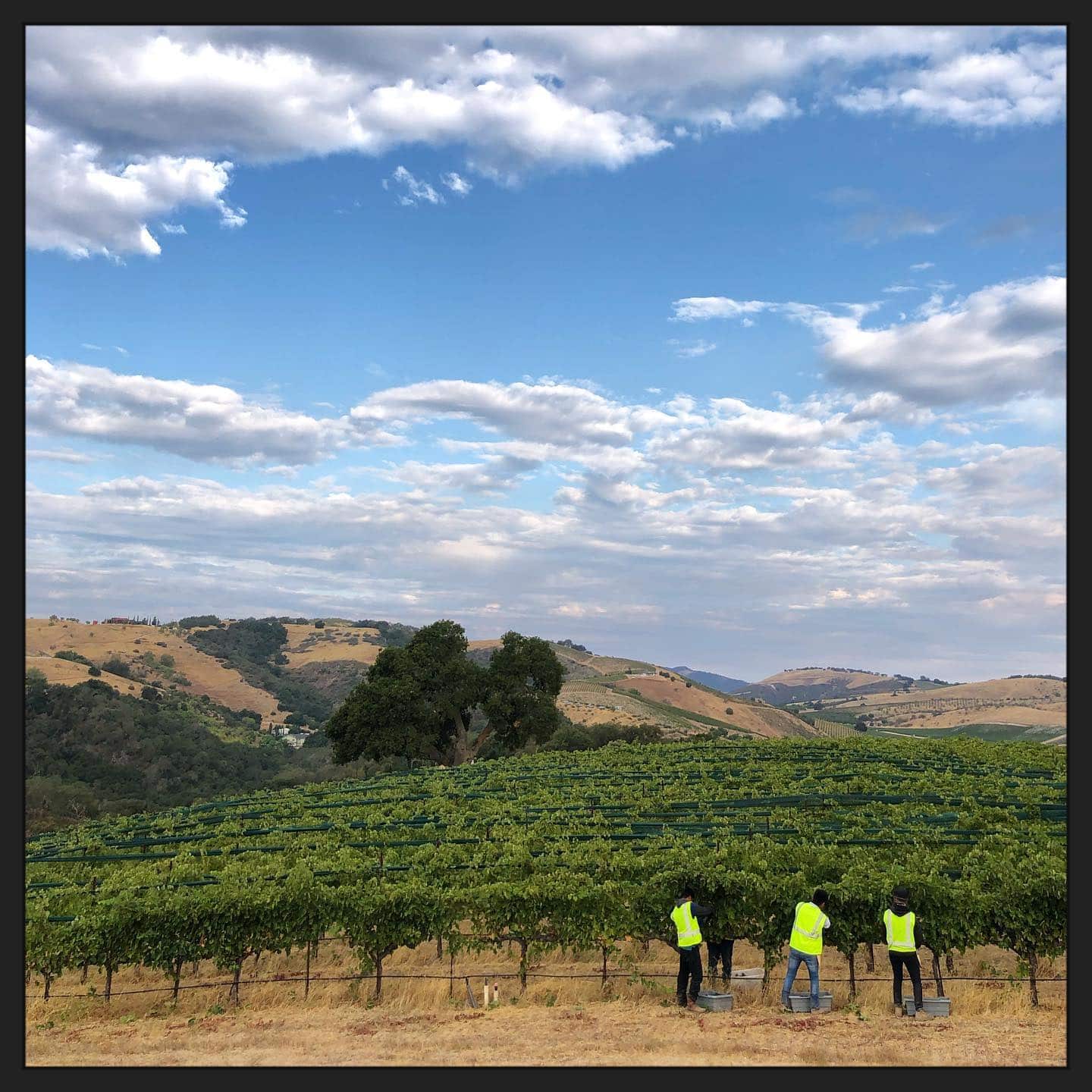 Paso Robles Harvest 2020