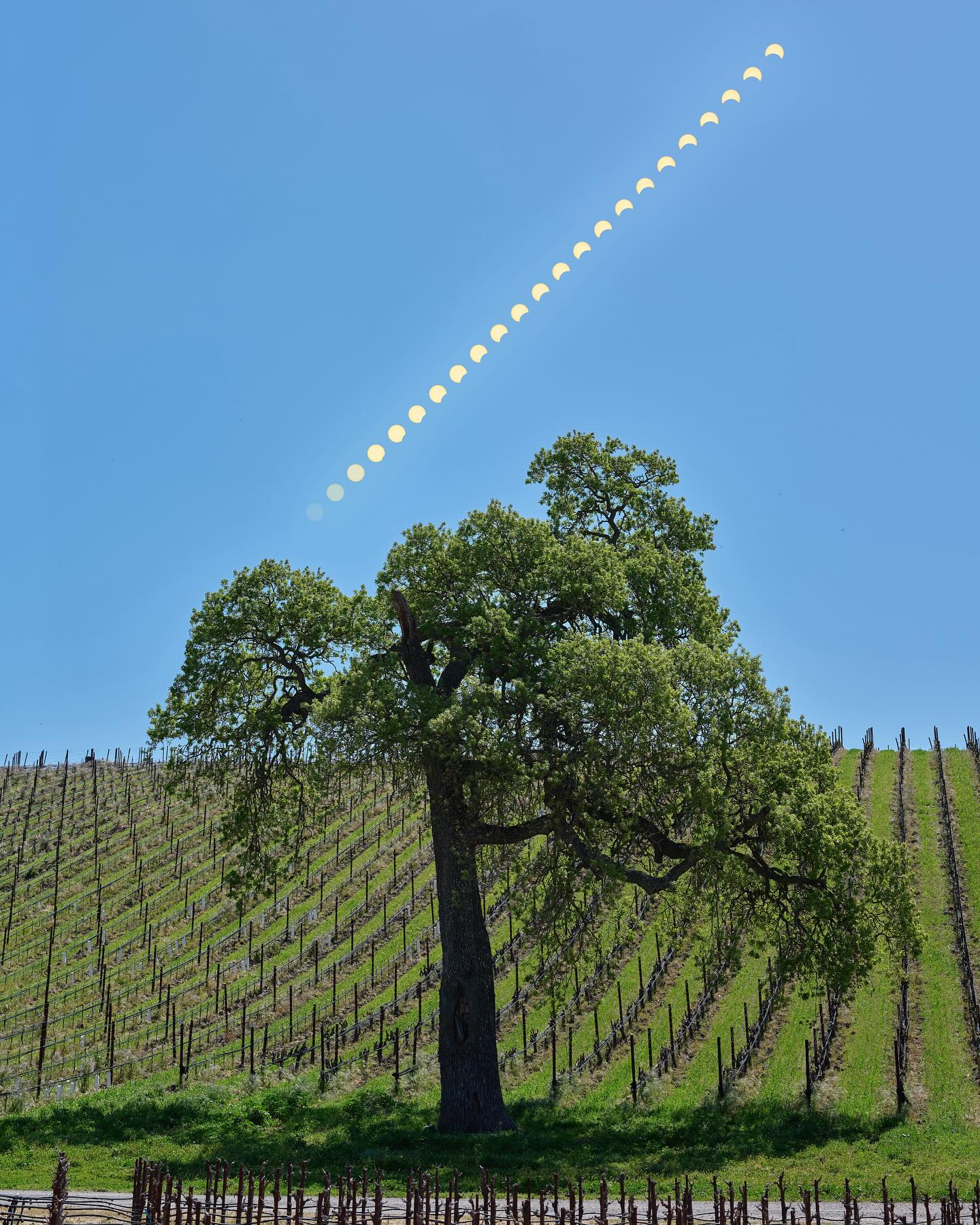 Spring time in Paso Robles