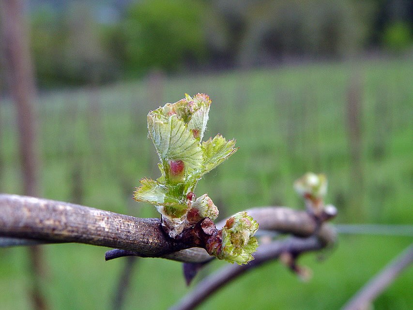 Spring time in Paso Robles