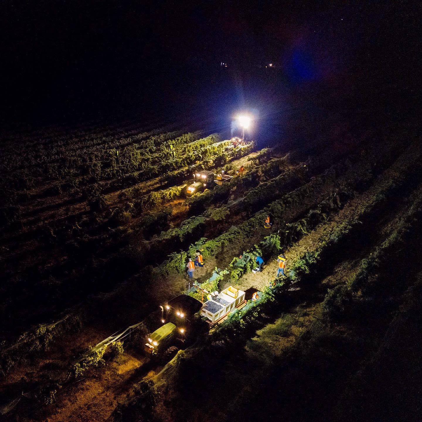 Paso Robles Harvest 2020