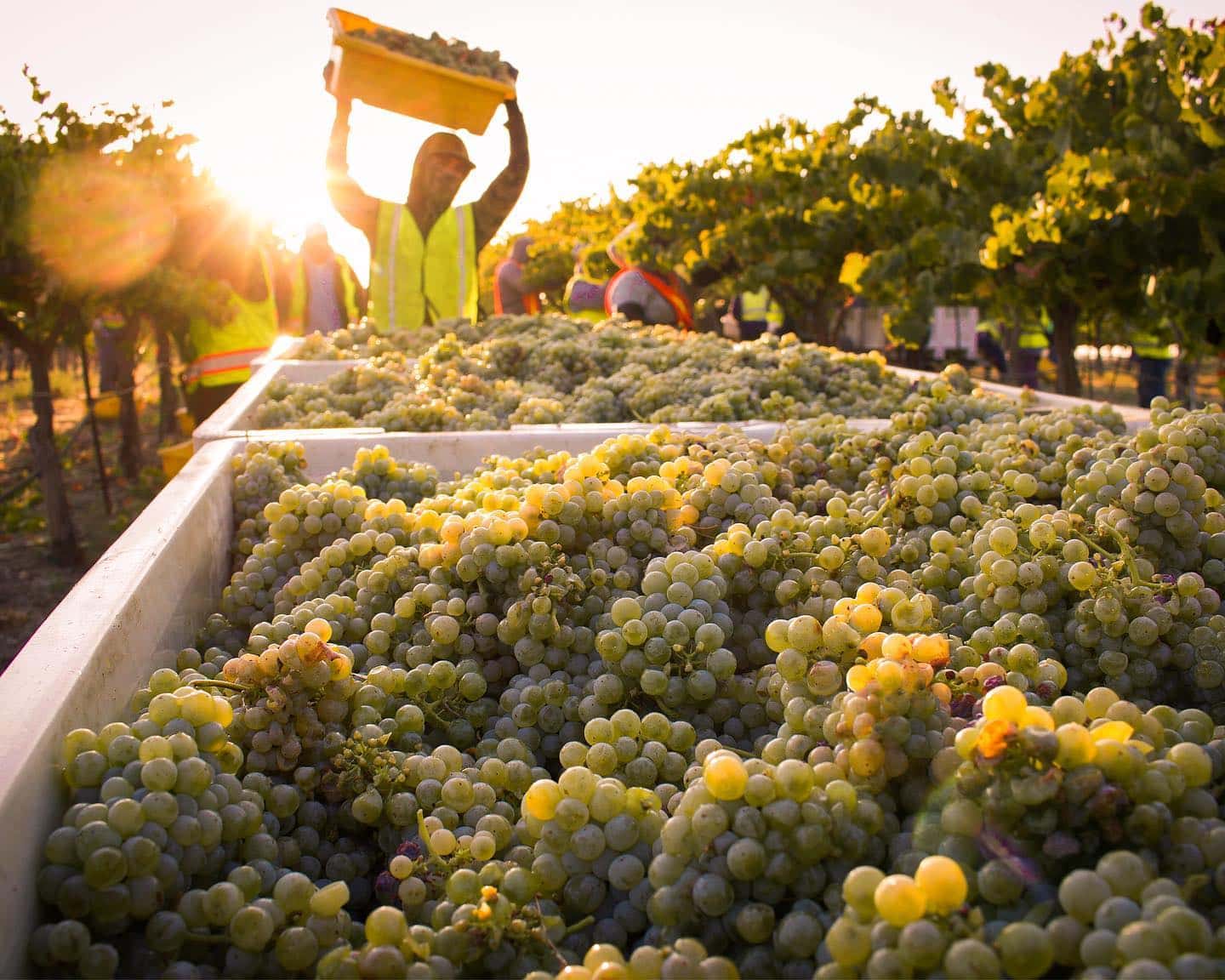 Paso Robles Harvest 2020