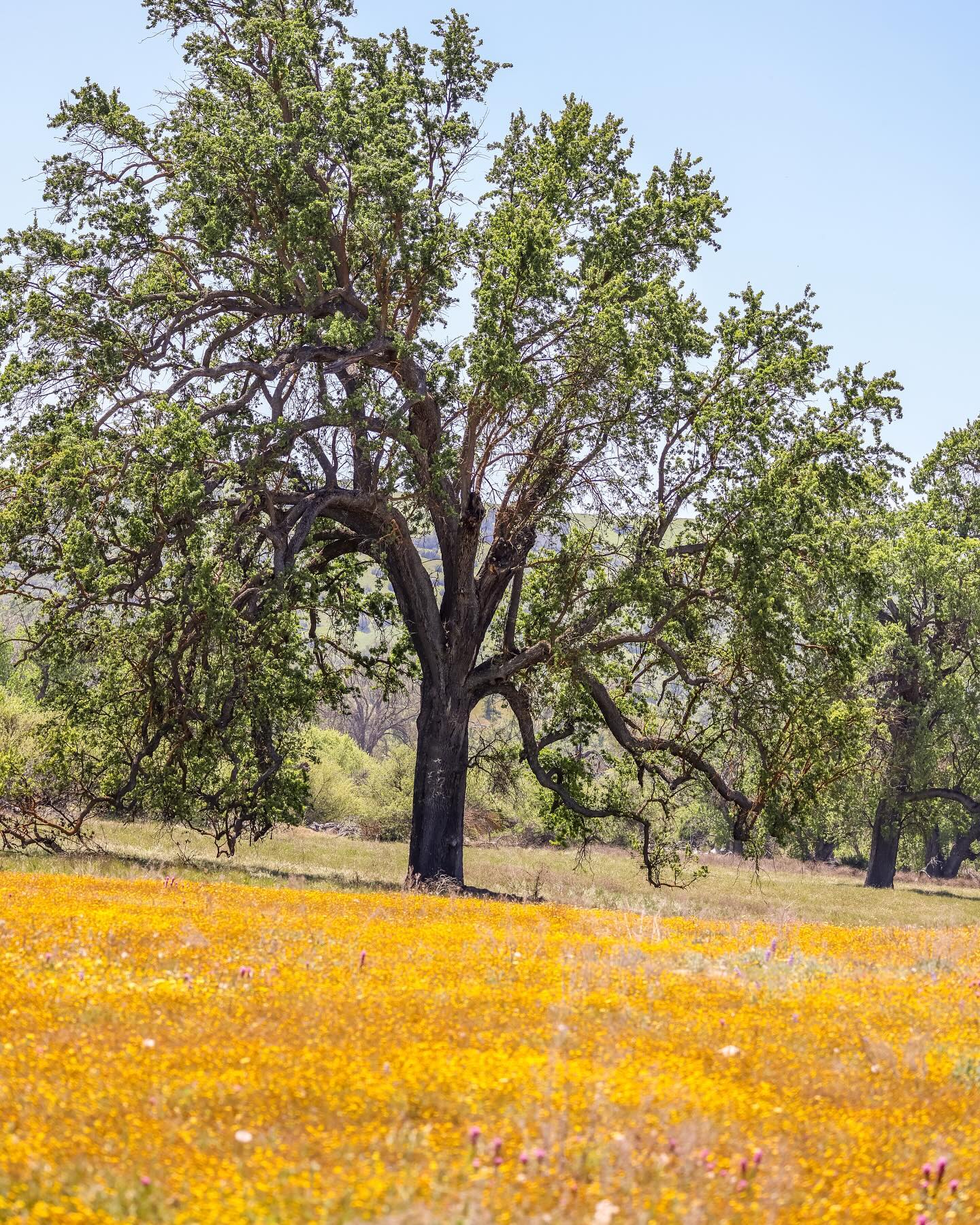 Spring time in Paso Robles