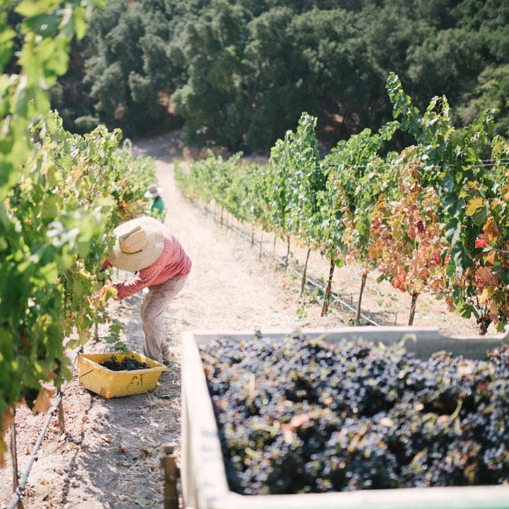 Paso Robles Harvest 2020