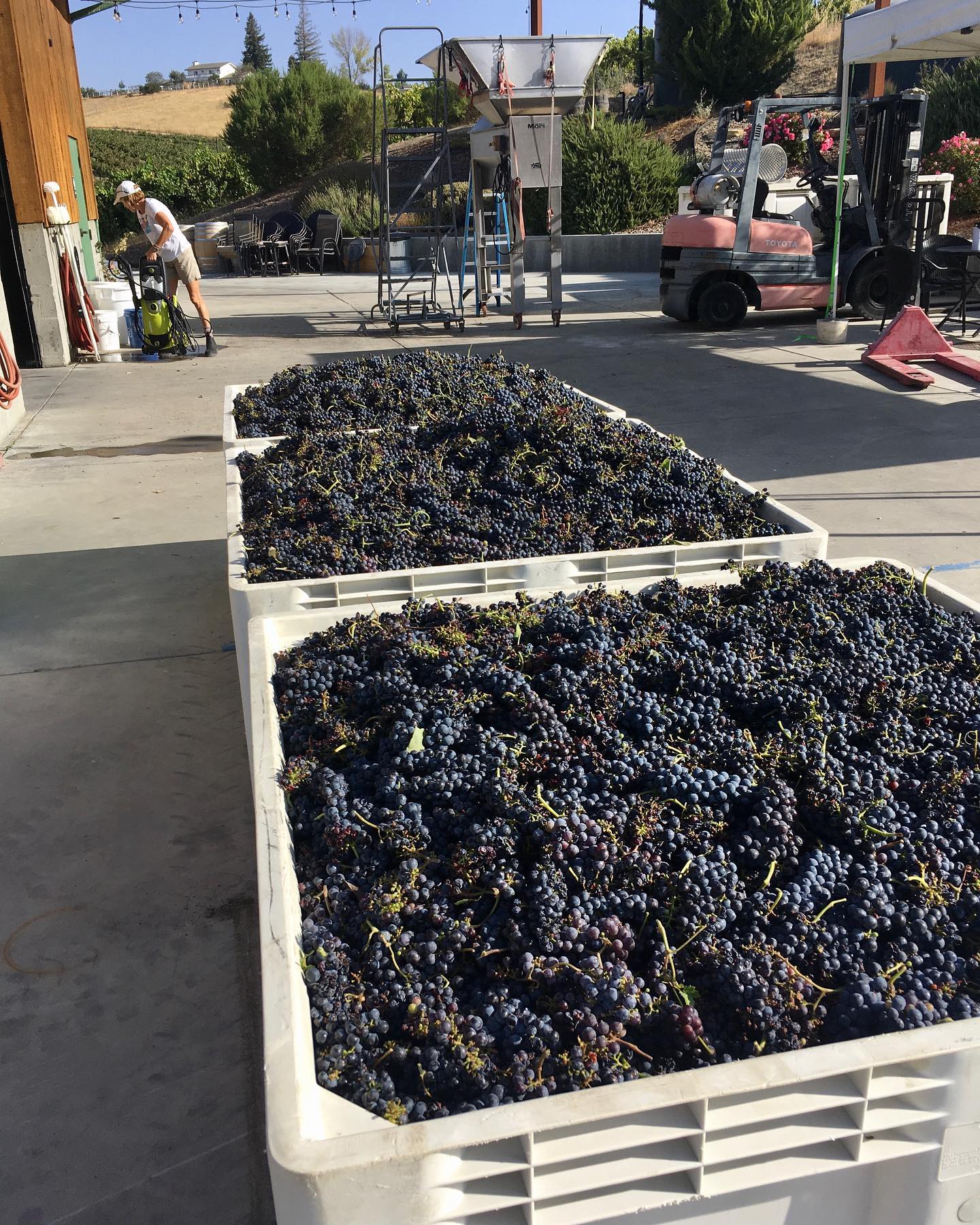 Paso Robles Harvest 2020