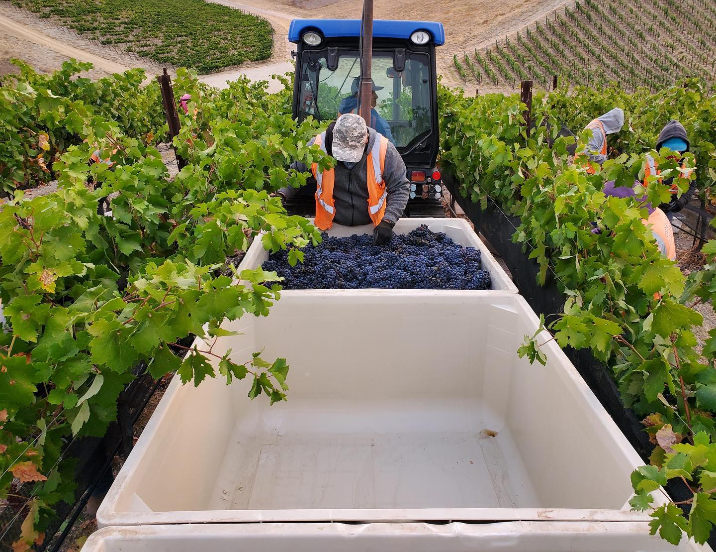 Paso Robles Harvest 2020