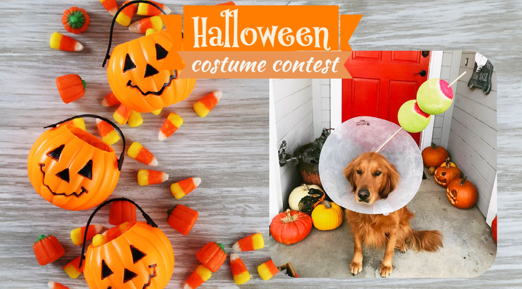 Halloween Pet Costume Contest! - 4paws