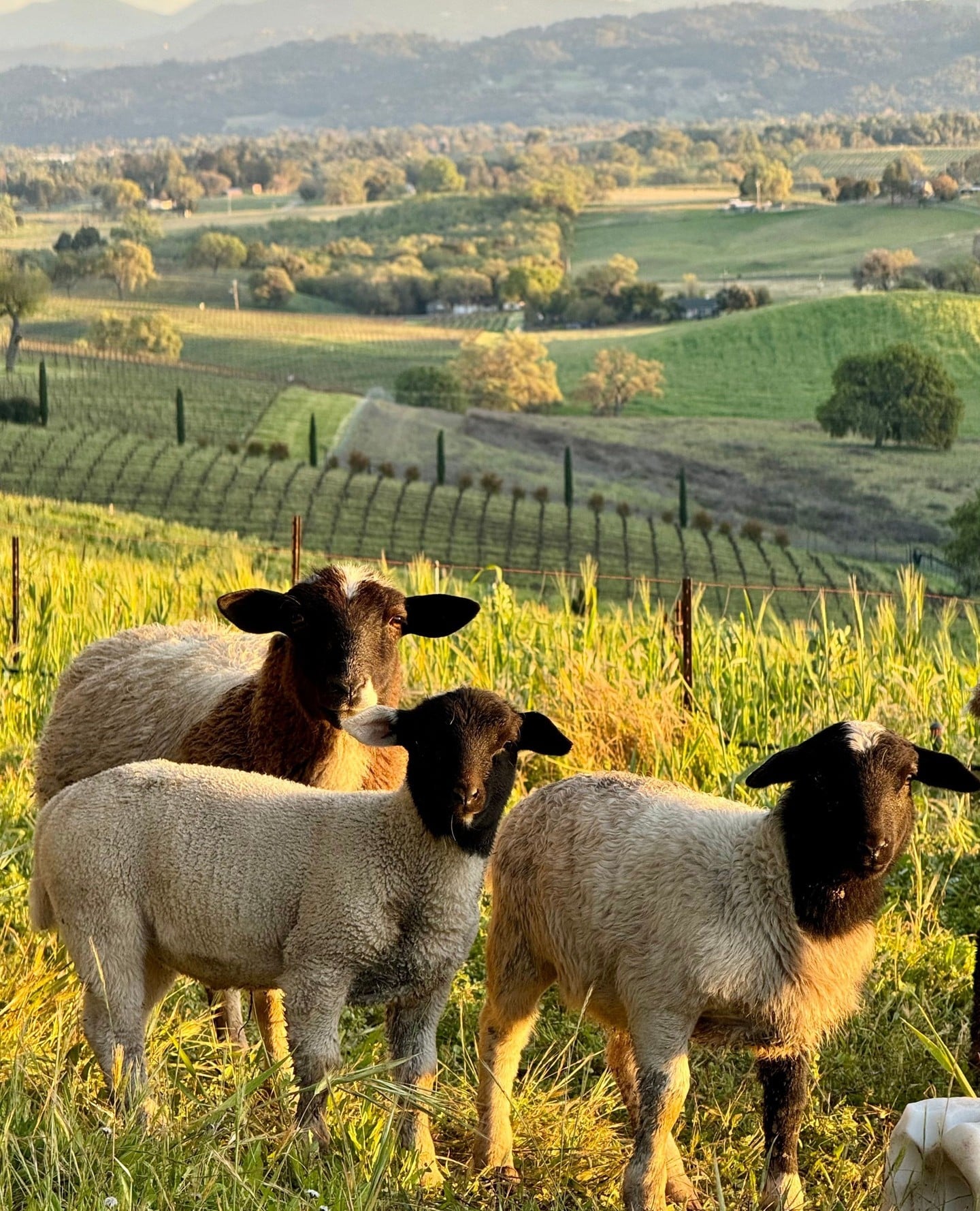 Spring time in Paso Robles