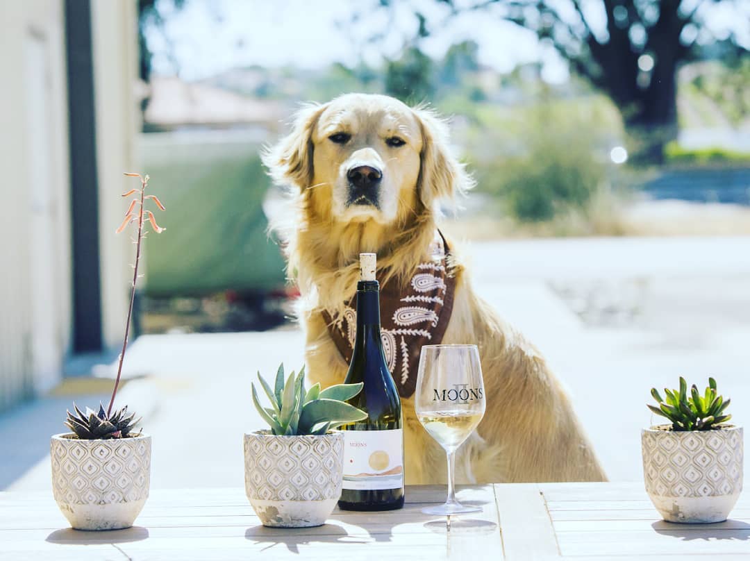dog friendly wine tours paso robles